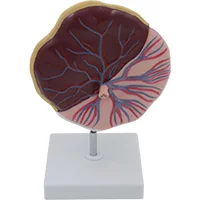Модел на пъпната връв плацентата, подобрен медицински симулатор на анатомията на човека